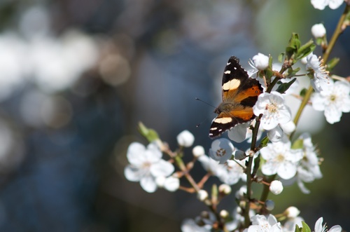 Yellow Admiral