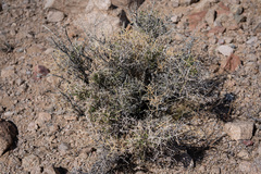 Menodora spinescens mohavensis