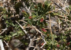 Menodora spinescens mohavensis
