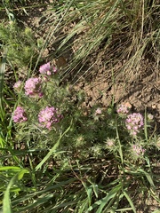 Castilleja exserta
