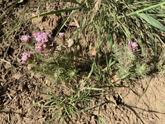 Castilleja exserta