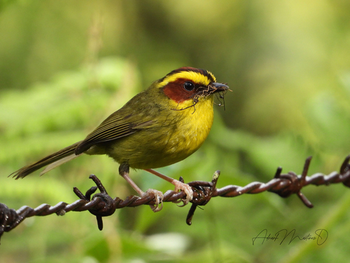 Golden-browed Warbler (Basileuterus belli), photo 8