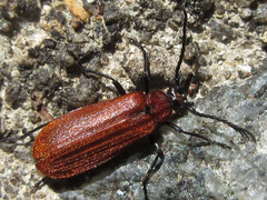 Pseudopyrochroa rufula