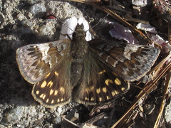 Erynnis montanus