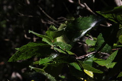 Curtisia dentata