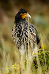 Daptrius carunculatus