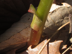 Lysimachia clethroides