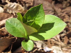 Lysimachia clethroides