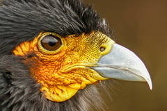 Daptrius carunculatus