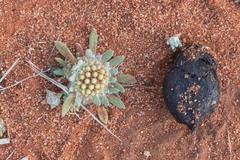 Chthonocephalus pseudevax