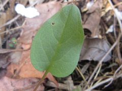Trigonotis radicans sericea