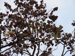 Terminalia elliptica