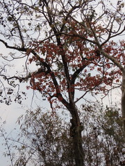 Terminalia elliptica