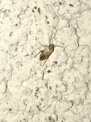 Hamatophylus guttulosus