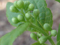 Symplocos sawafutagi