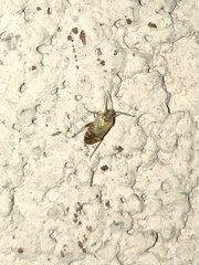 Hamatophylus guttulosus