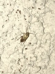 Hamatophylus guttulosus