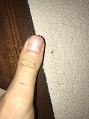 Hamatophylus guttulosus