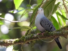 Blue Ground-Dove photo 3