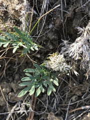 Cymopterus glomeratus