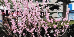 Prunus serrulata