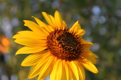Helianthus annuus