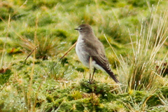 Muscisaxicola alpinus