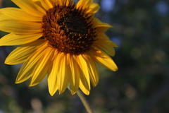 Helianthus annuus