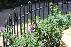 Papilio multicaudata