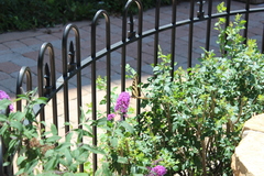 Papilio multicaudata