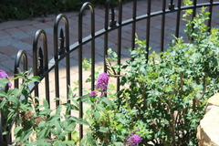 Papilio multicaudata