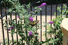 Papilio multicaudata