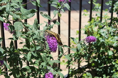 Papilio multicaudata