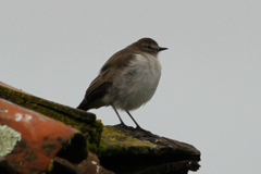 Muscisaxicola alpinus