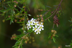 Sannantha pluriflora