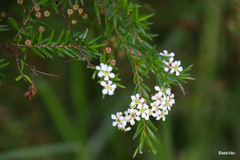 Sannantha pluriflora