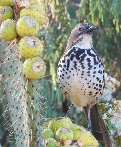Ocellated Thrasher (Toxostoma ocellatum), photo 10