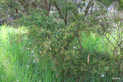 Sannantha pluriflora