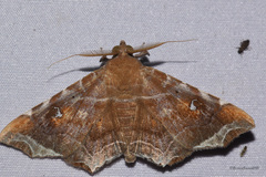 Episparis liturata
