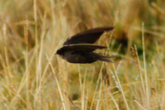 Orochelidon murina