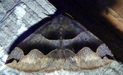 Gondysia