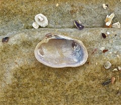 Irus crenatus