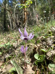 Erythronium hendersonii