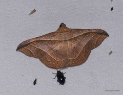 Tiruvaca subcostalis