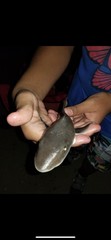 Mustelus