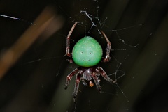 Araneus apricus