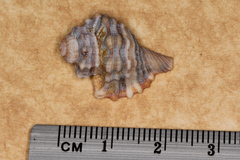 Monoplex exaratus