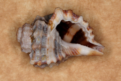Monoplex exaratus