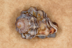 Monoplex exaratus