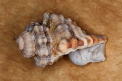 Monoplex exaratus